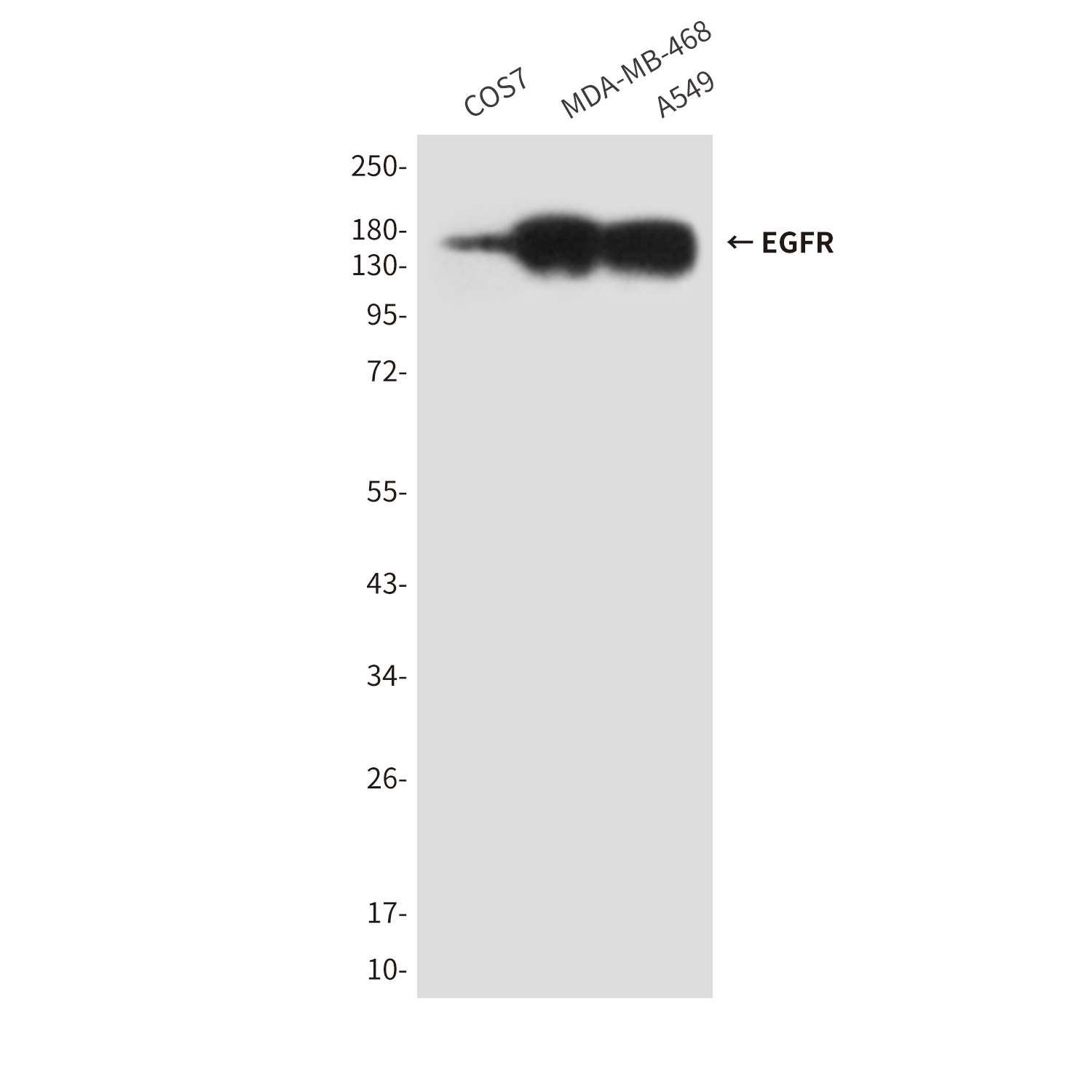 EGFR