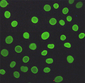 Mouse Monoclonal Antibody to Lamin A/C