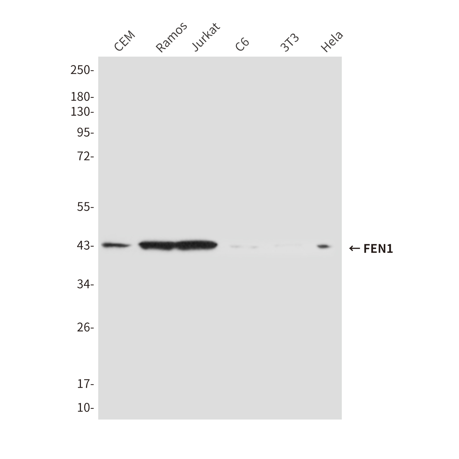 FEN1