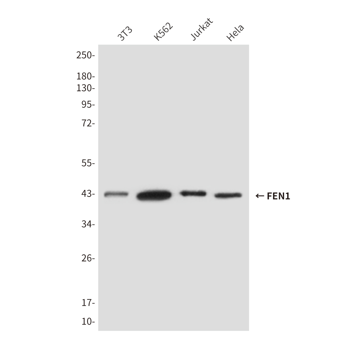 Mouse Monoclonal Antibody to FEN1