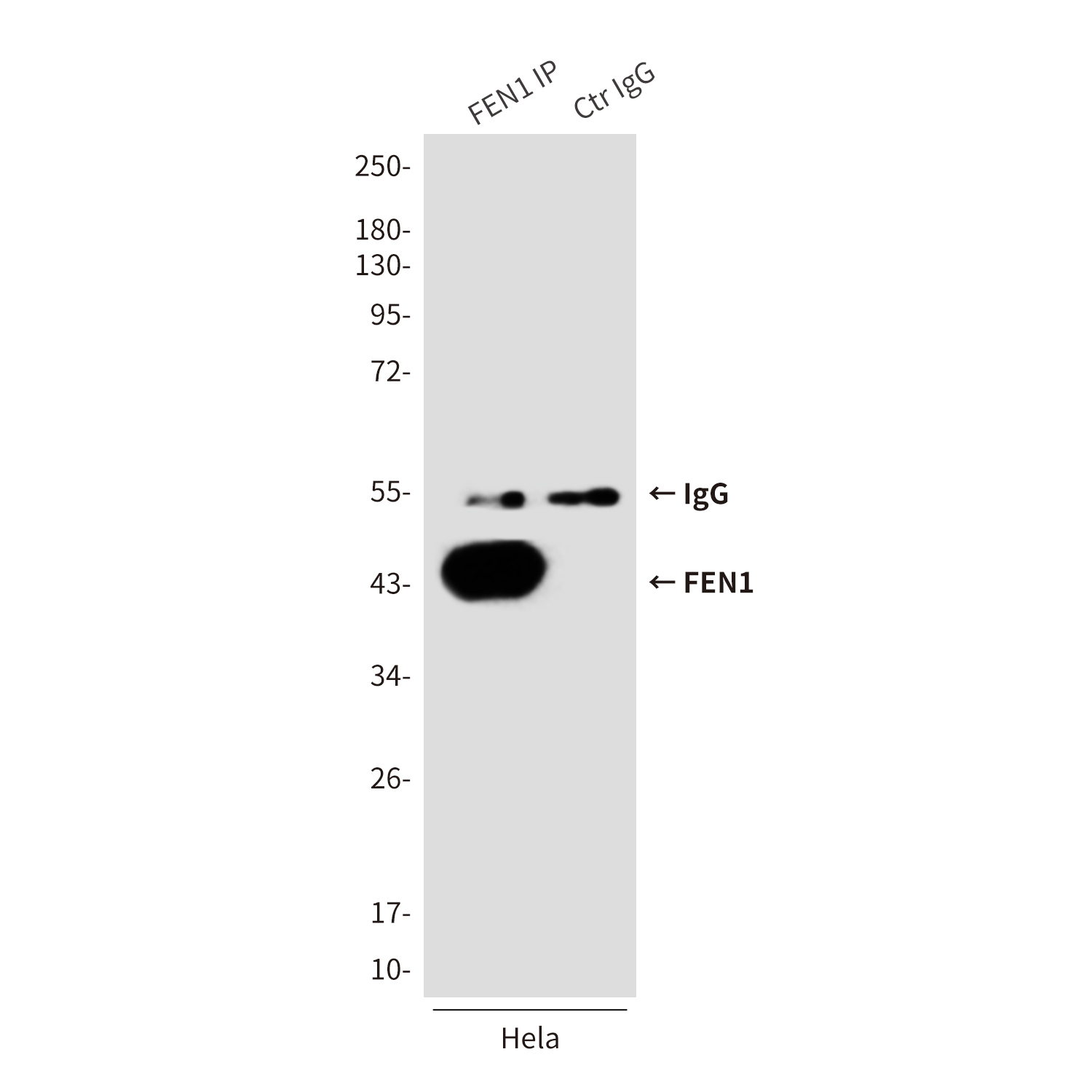 Mouse Monoclonal Antibody to FEN1