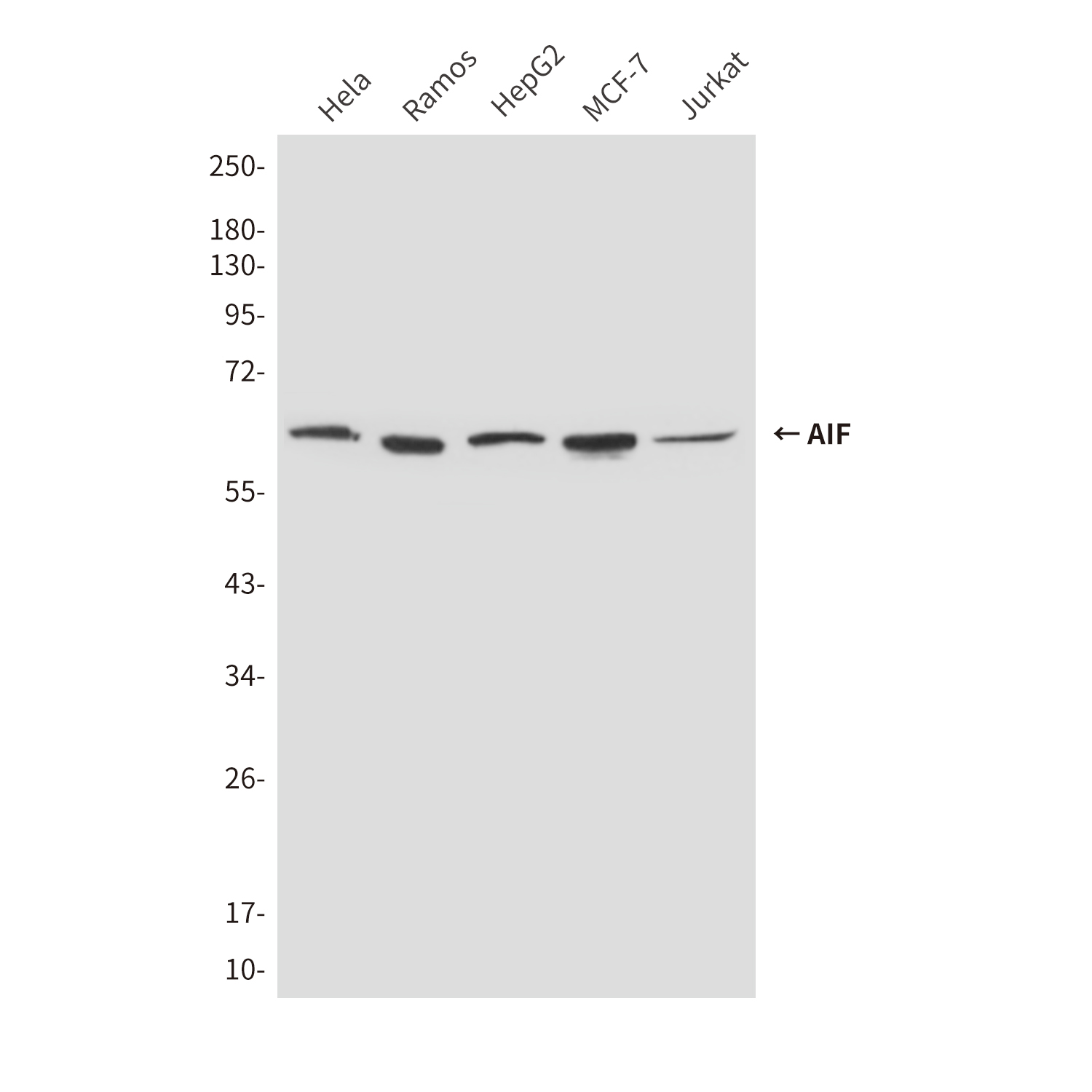 AIF