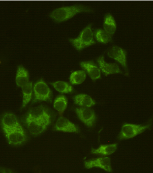 Mouse Monoclonal Antibody to AIF