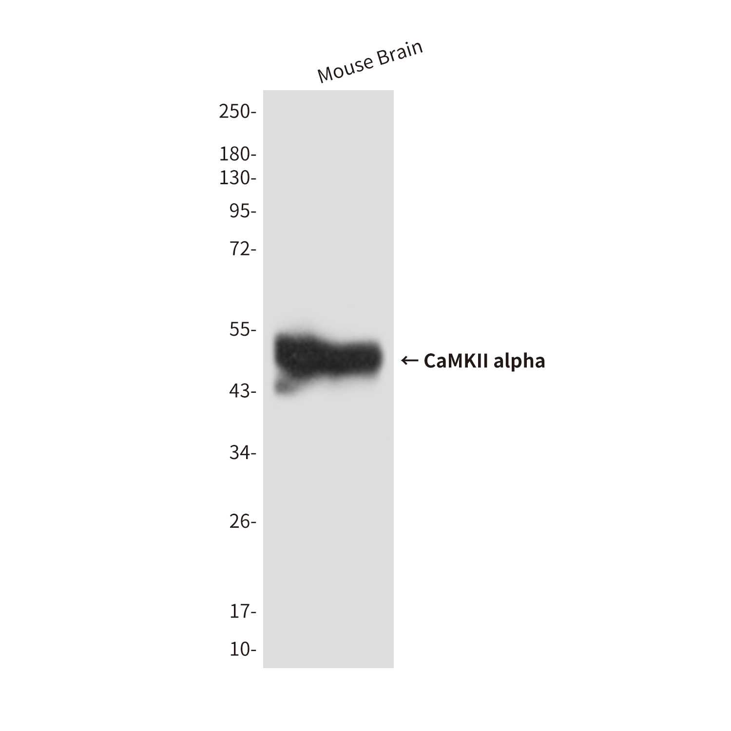 CaMKII alpha