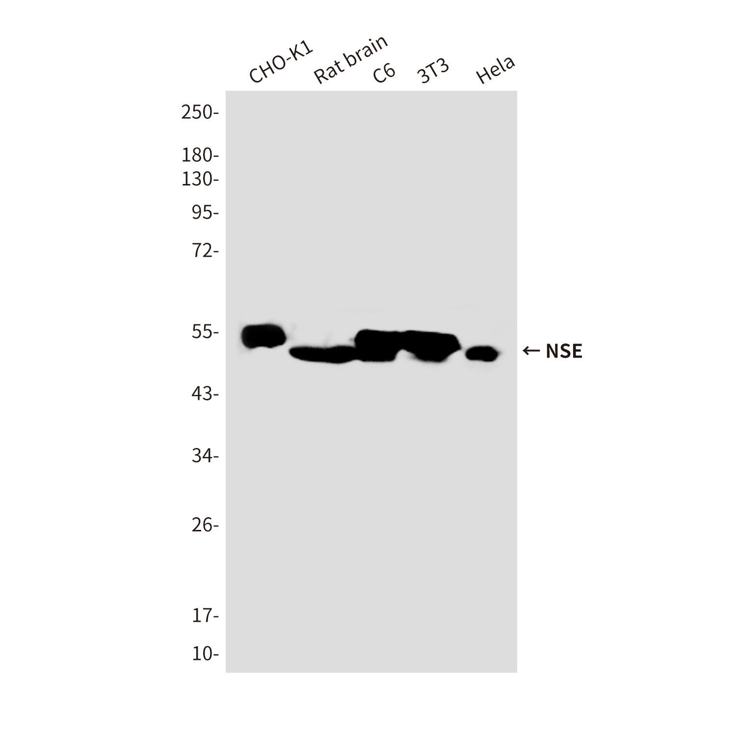 Mouse Monoclonal Antibody to NSE