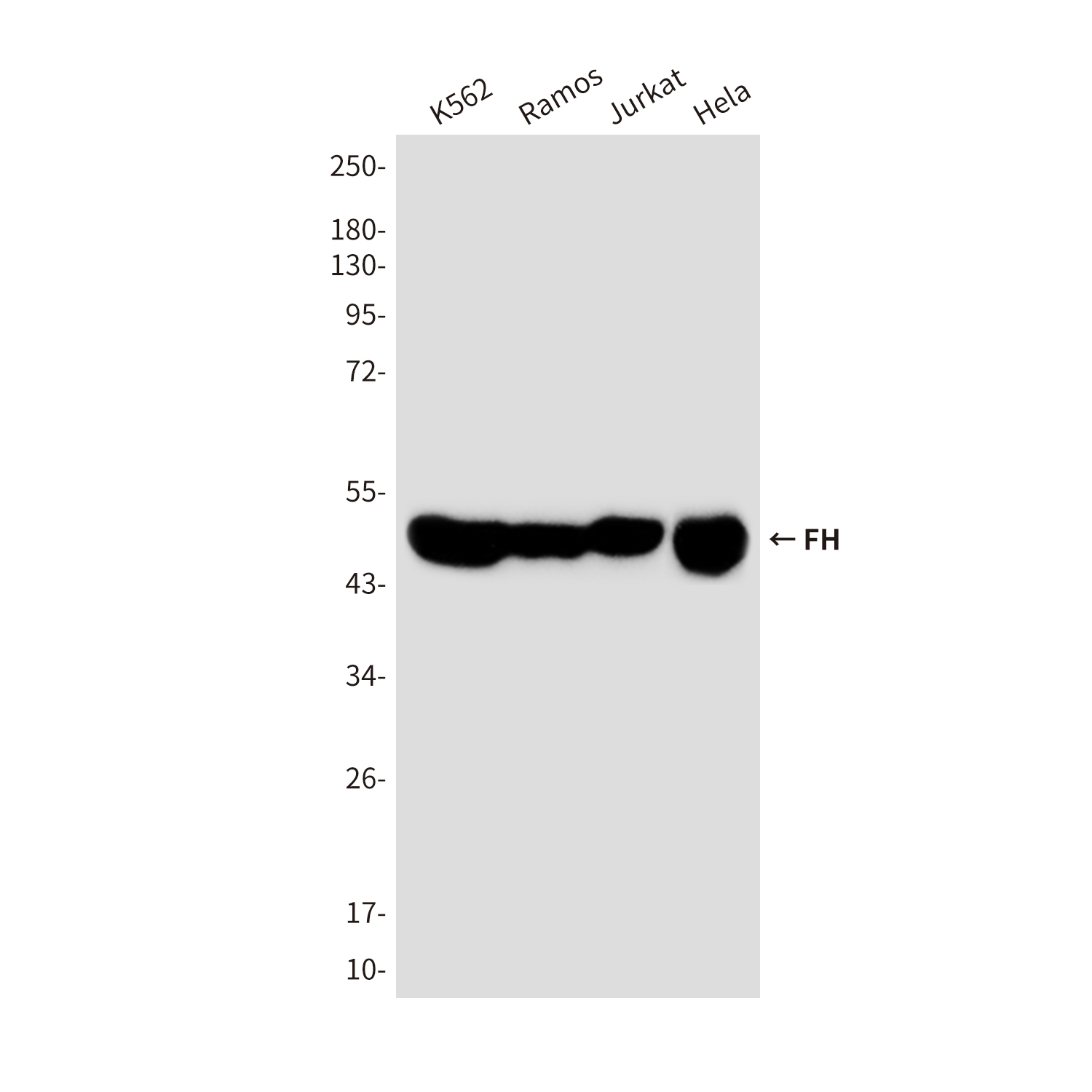 Mouse Monoclonal Antibody to FH