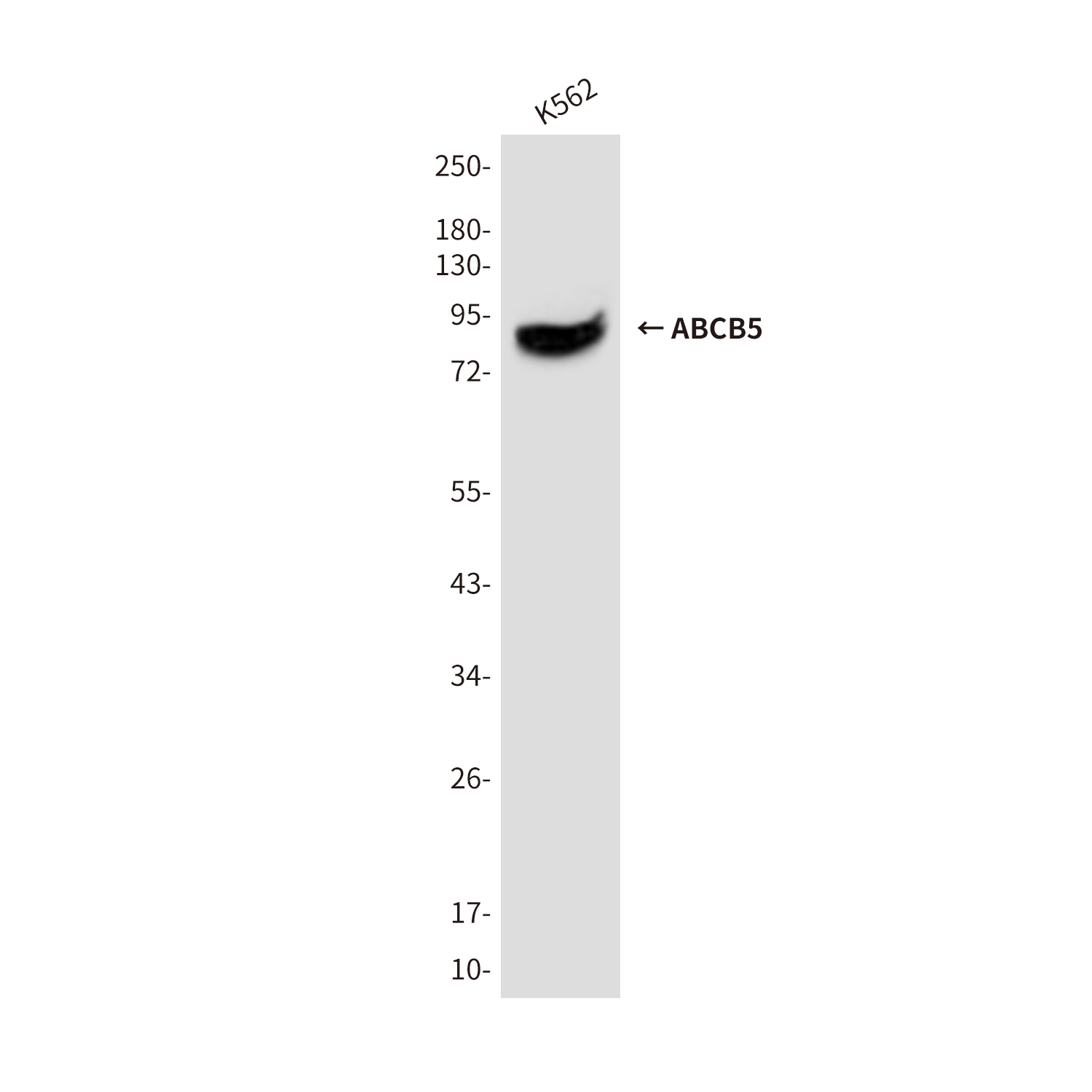 ABCB5