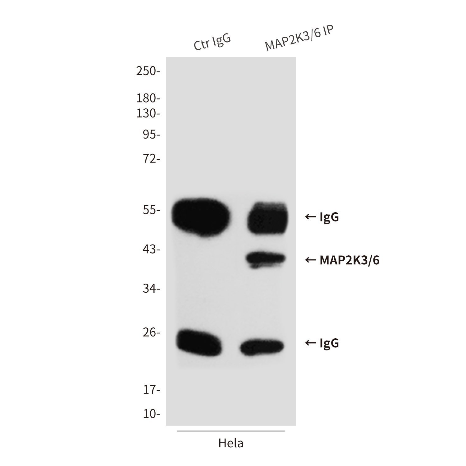 Mouse Monoclonal Antibody to MAP2K6