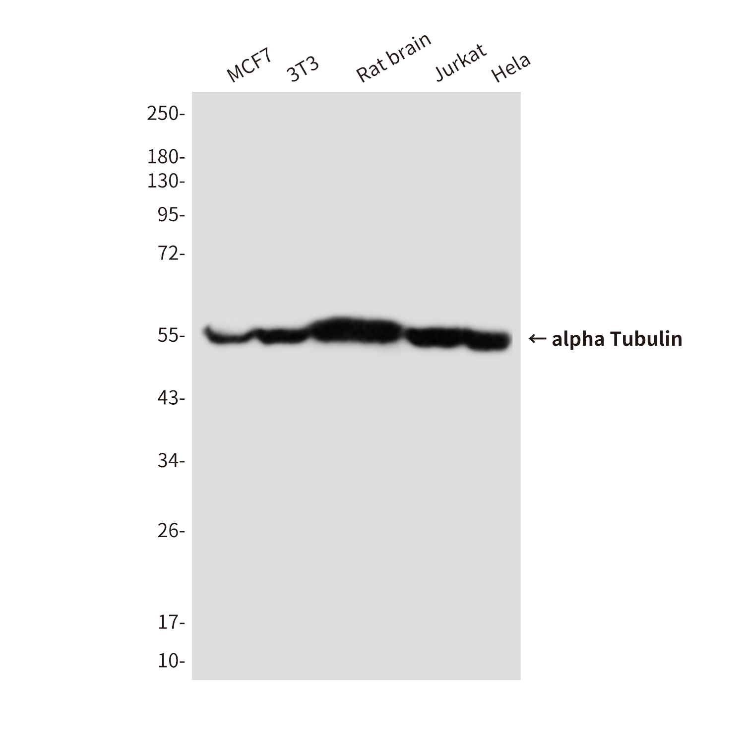 alpha Tubulin
