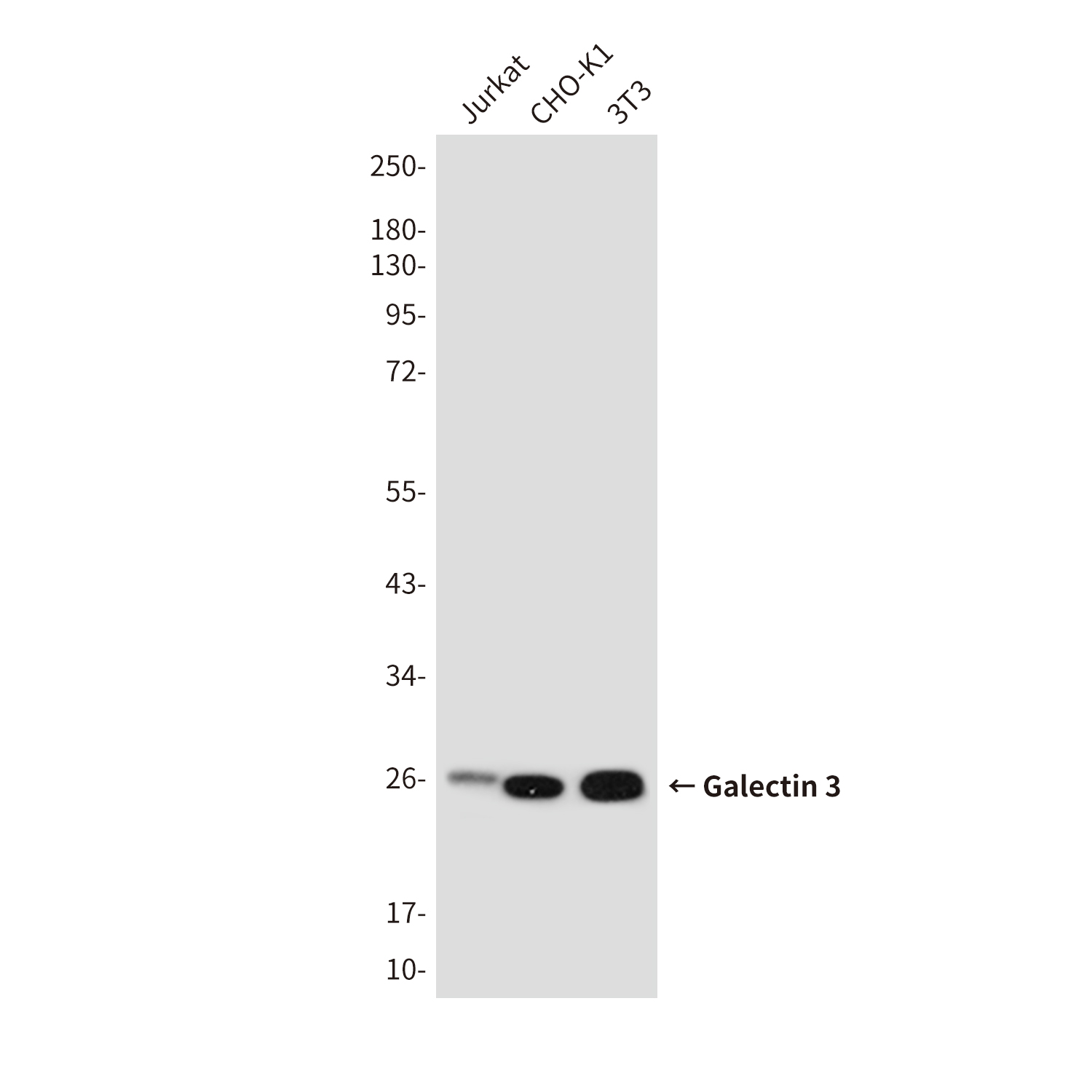 Mouse Monoclonal Antibody to Galectin 3