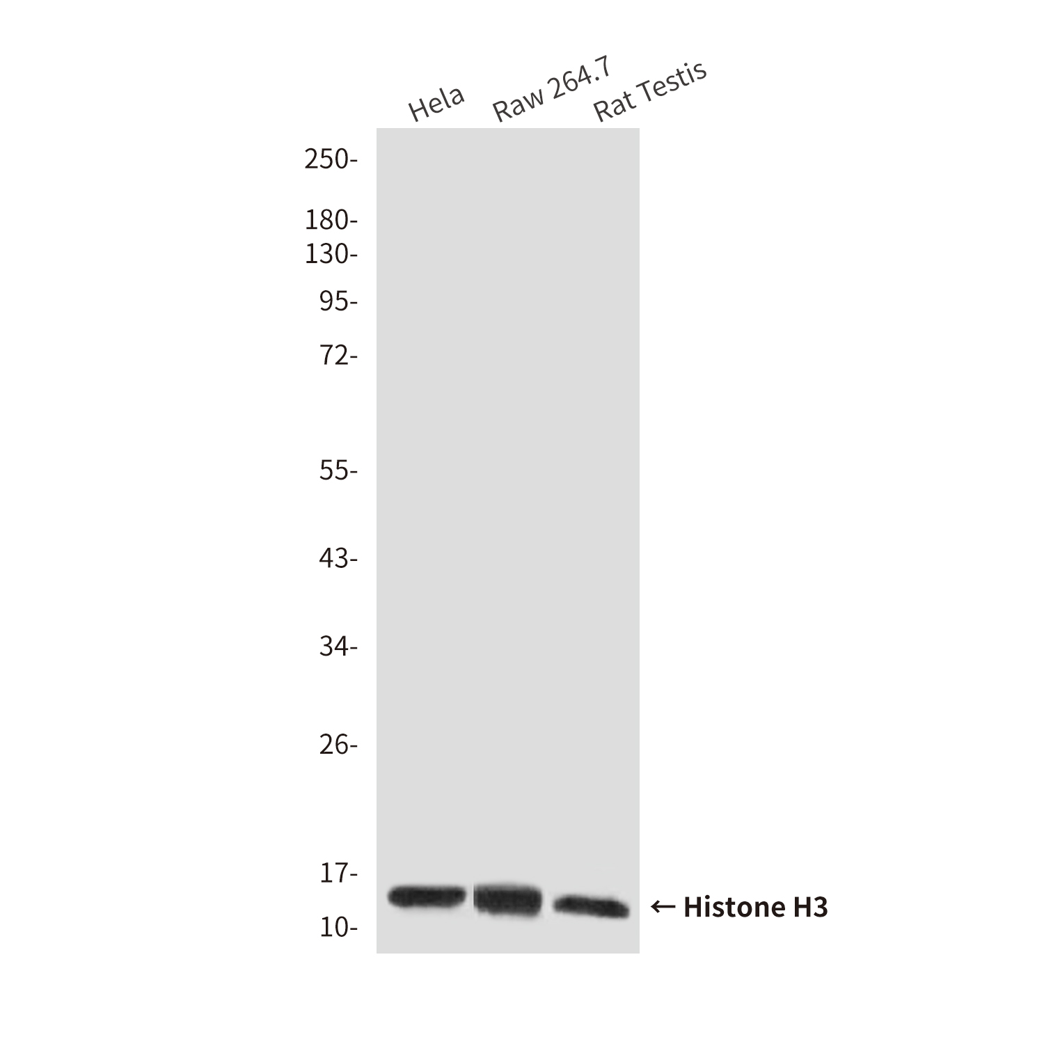 Histone H3