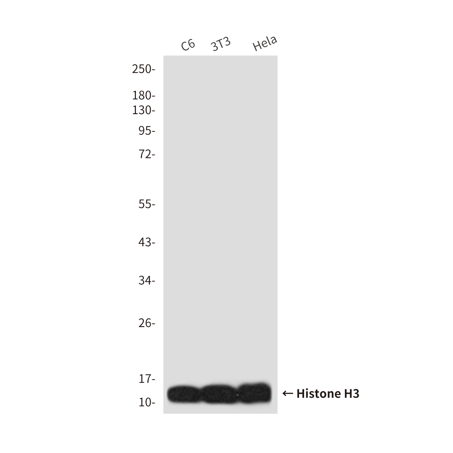 Mouse Monoclonal Antibody to Histone H3