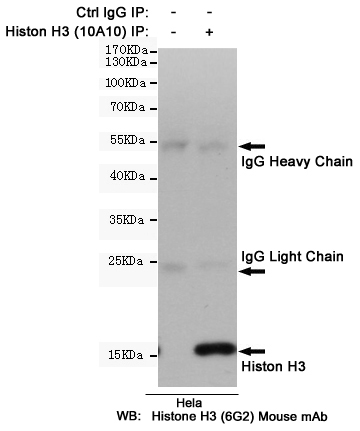Mouse Monoclonal Antibody to Histone H3