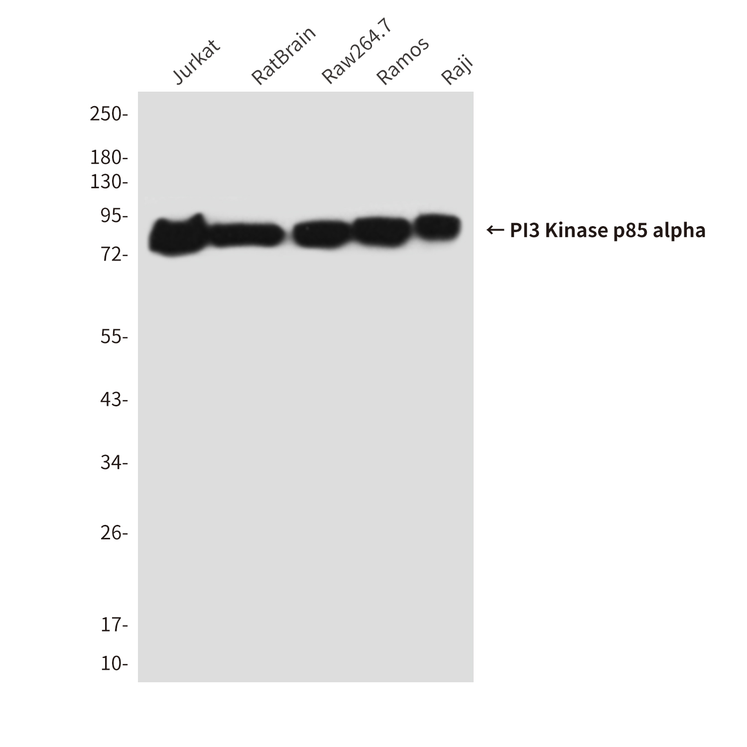 PI3 Kinase p85 alpha