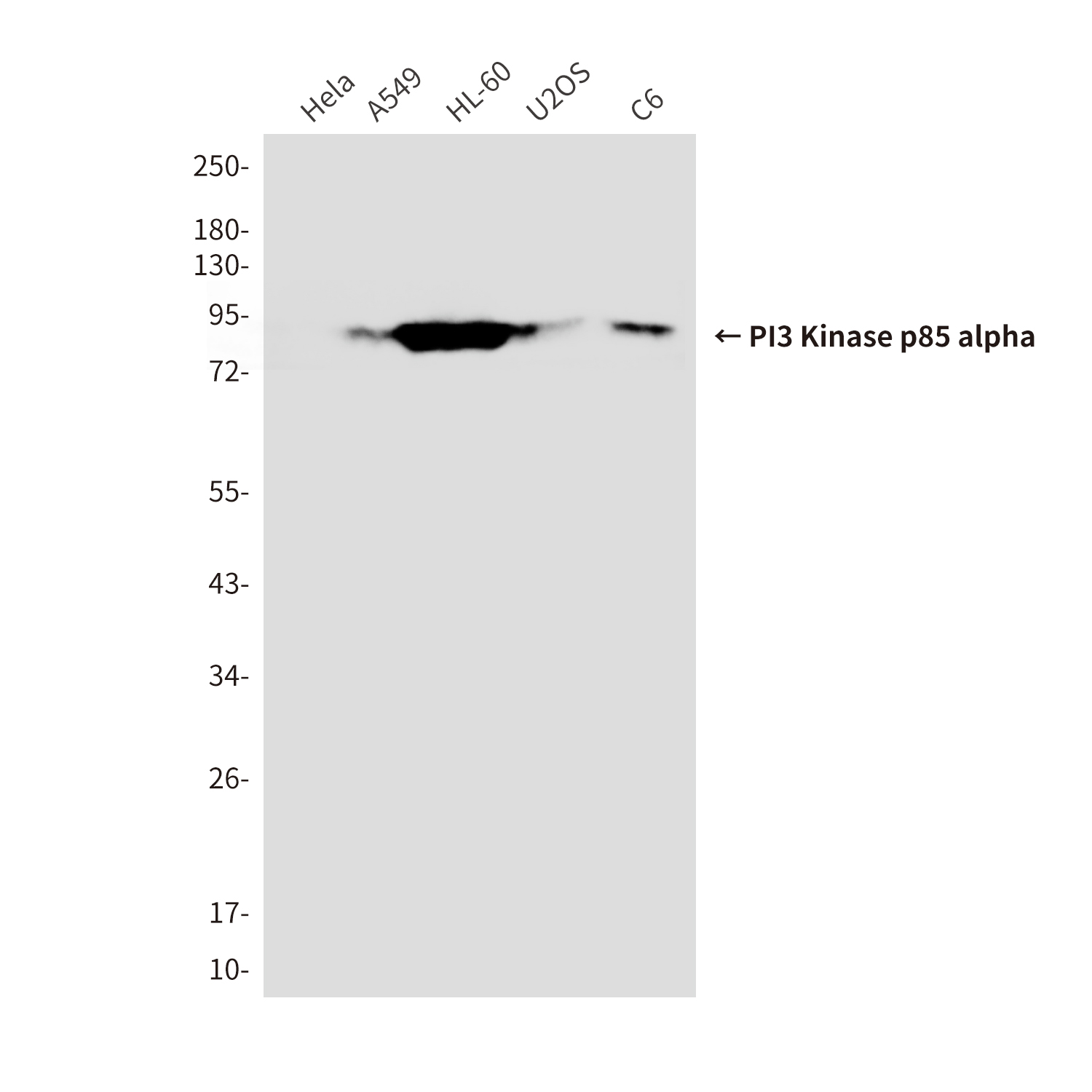 Mouse Monoclonal Antibody to PI3 Kinase p85 alpha