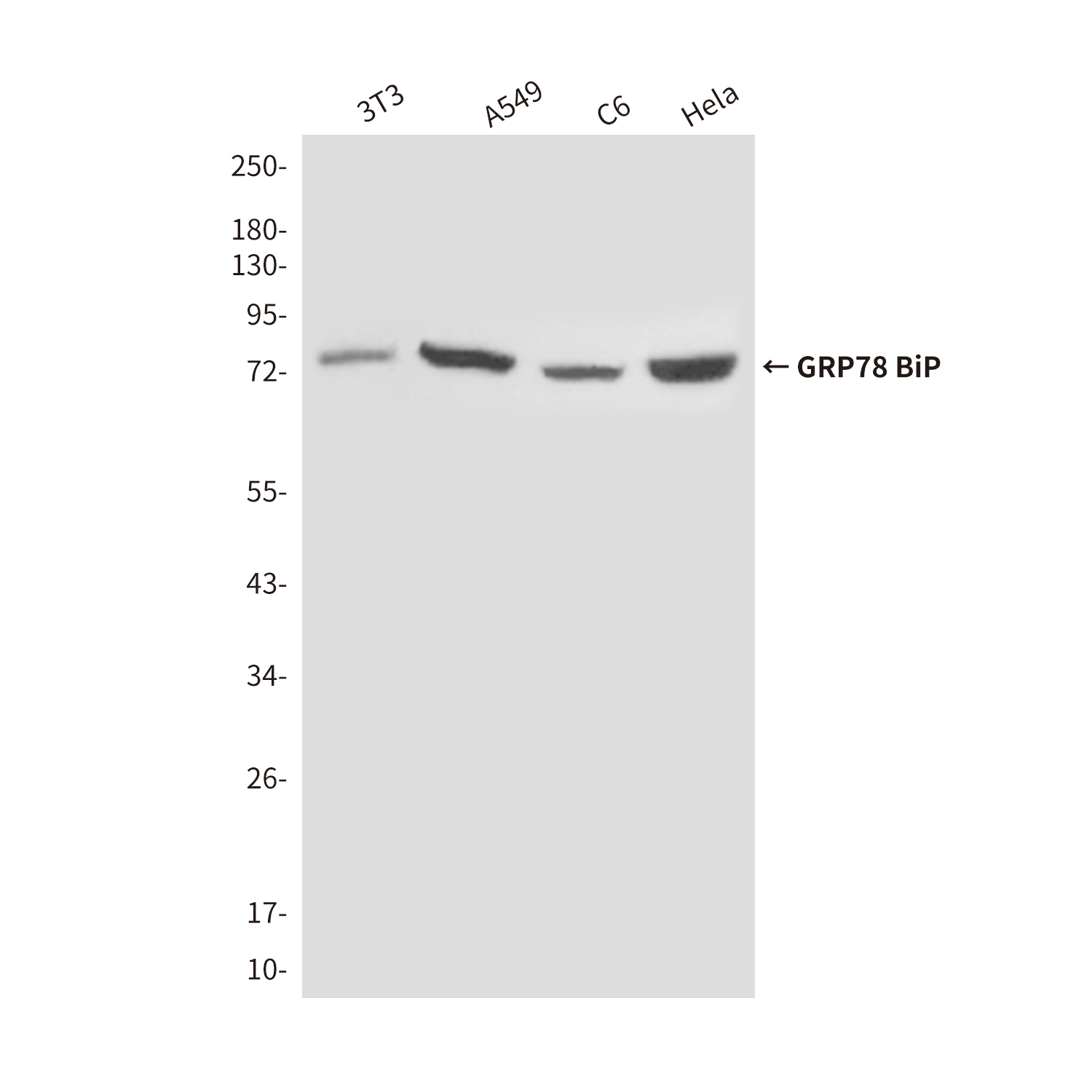 GRP78 BiP