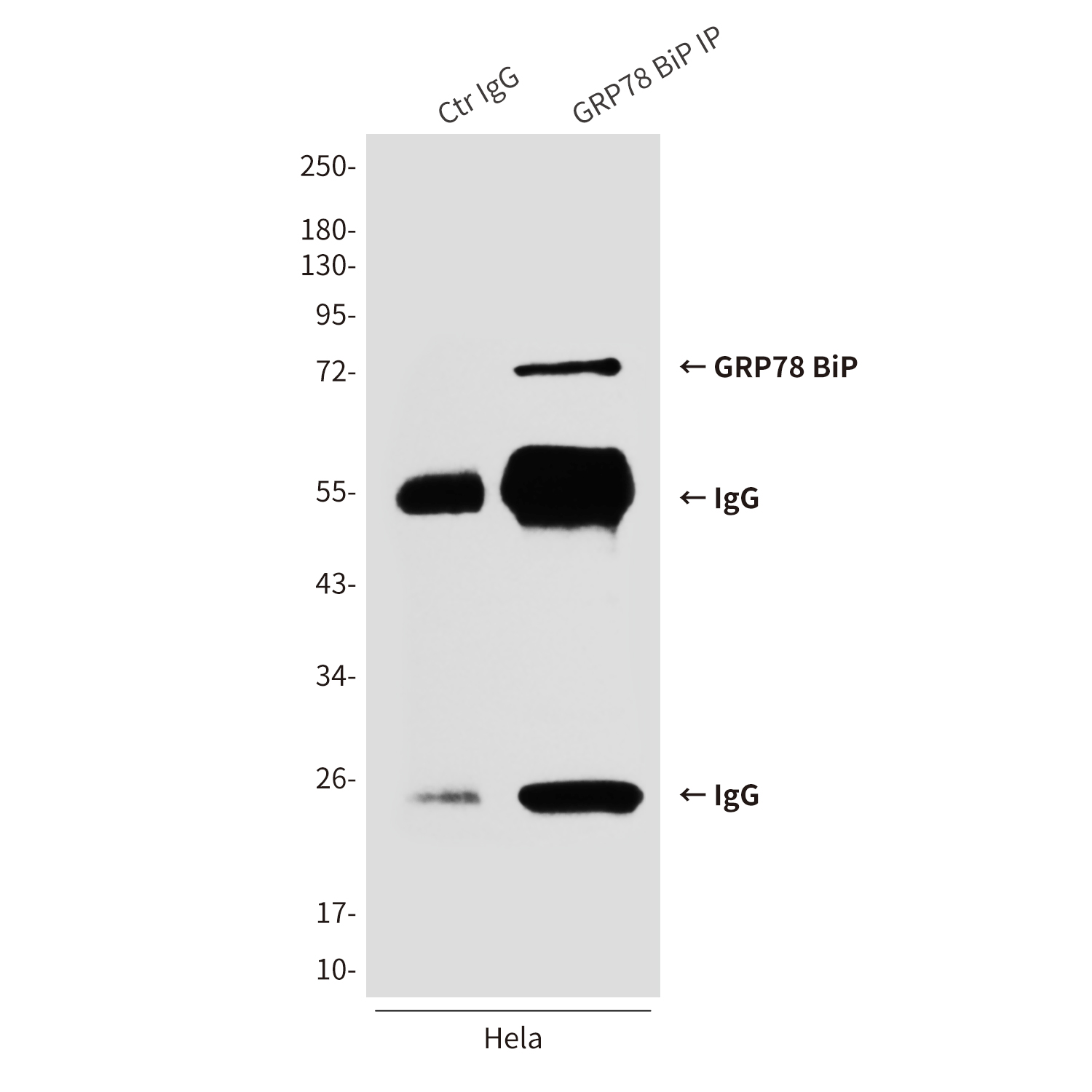 Mouse Monoclonal Antibody to GRP78 BiP