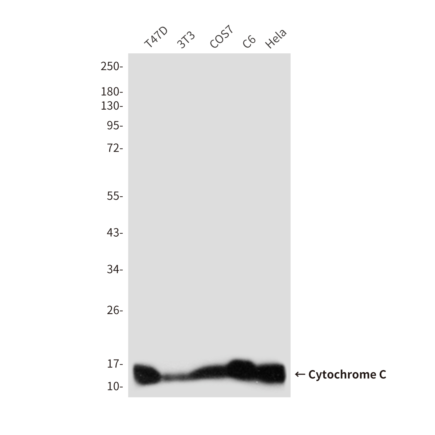 Cytochrome C