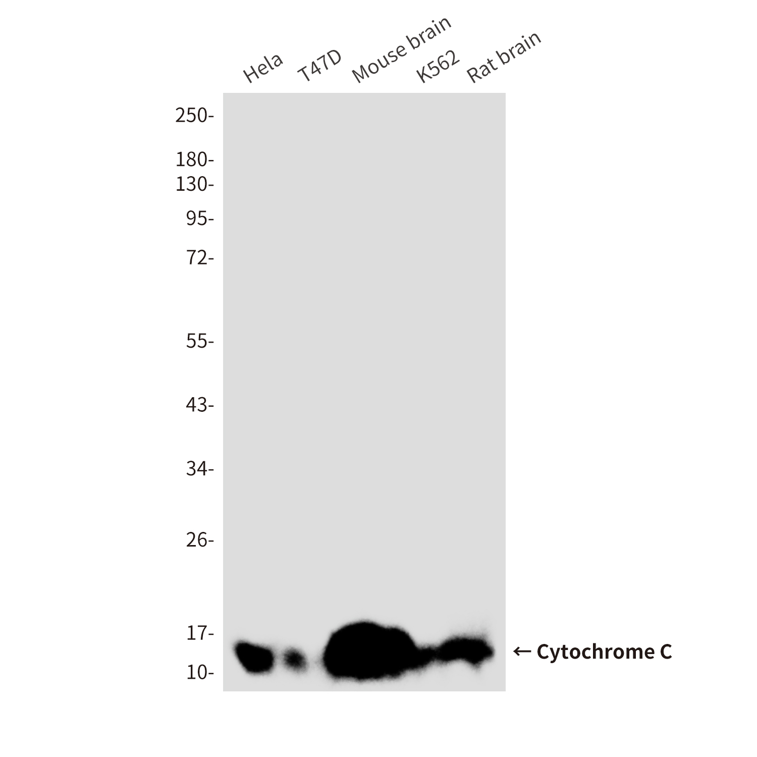 Mouse Monoclonal Antibody to Cytochrome C