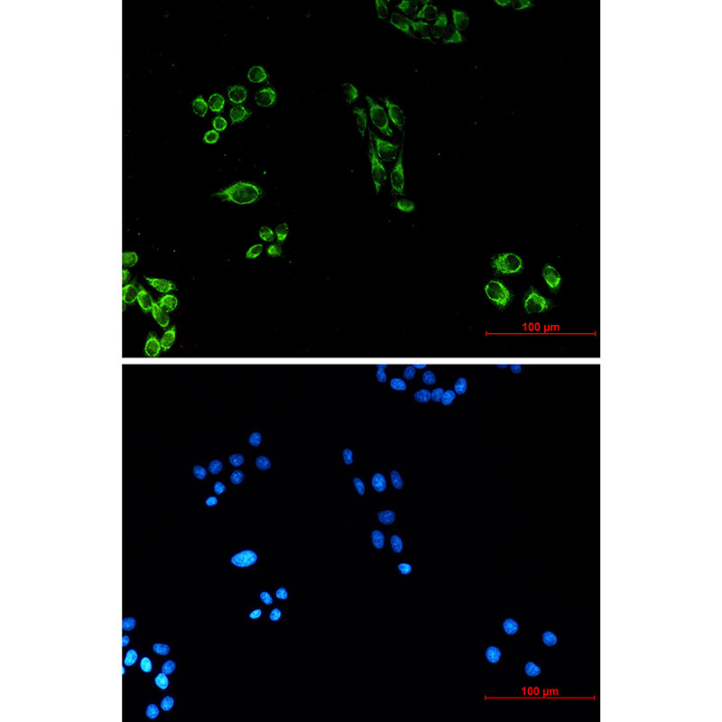 Mouse Monoclonal Antibody to Cytochrome C