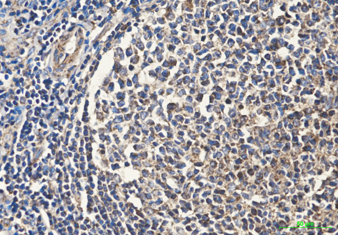 Mouse Monoclonal Antibody to Cytochrome C