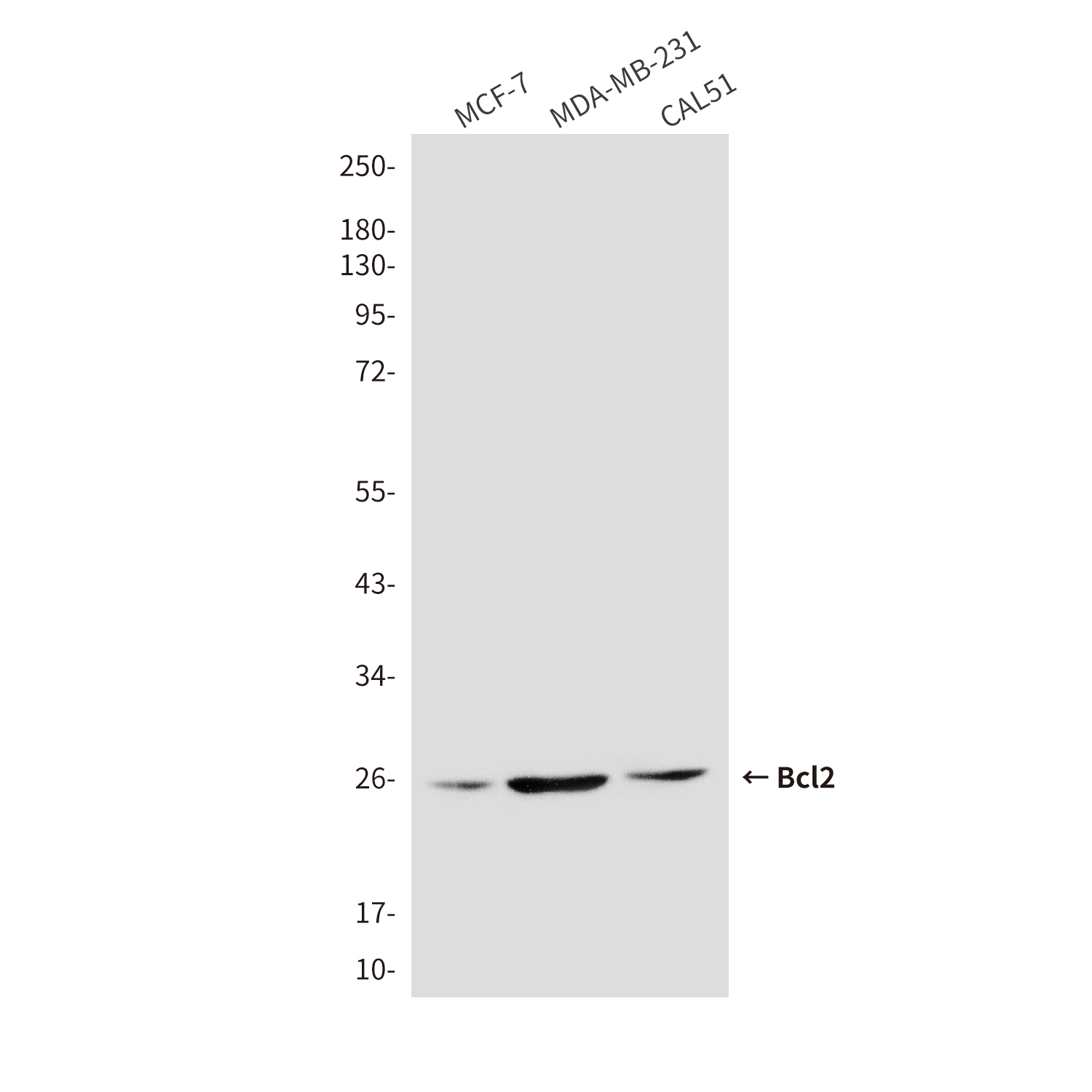 Mouse Monoclonal Antibody to Bcl2