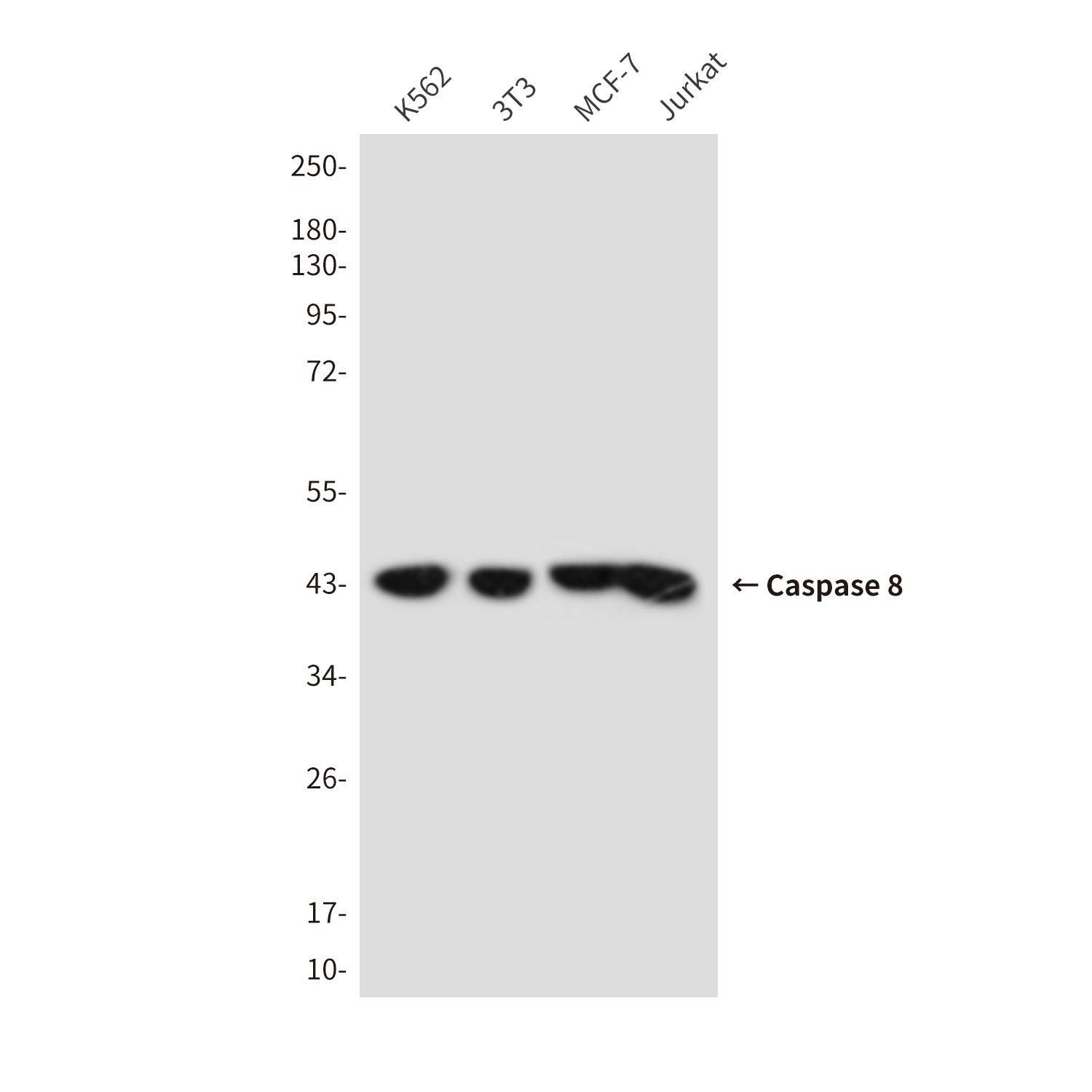 Cleaved-Caspase 8