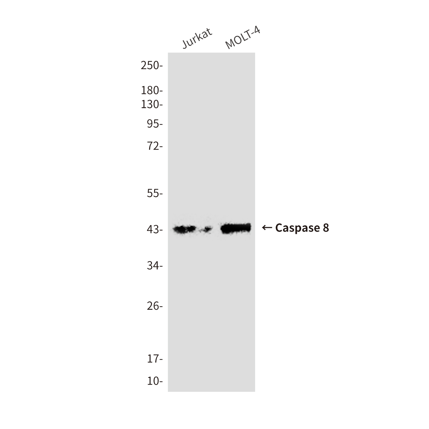 Mouse Monoclonal Antibody to Cleaved-Caspase 8