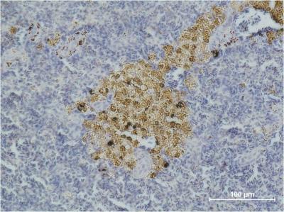 Mouse Monoclonal Antibody to Cleaved-Caspase 8