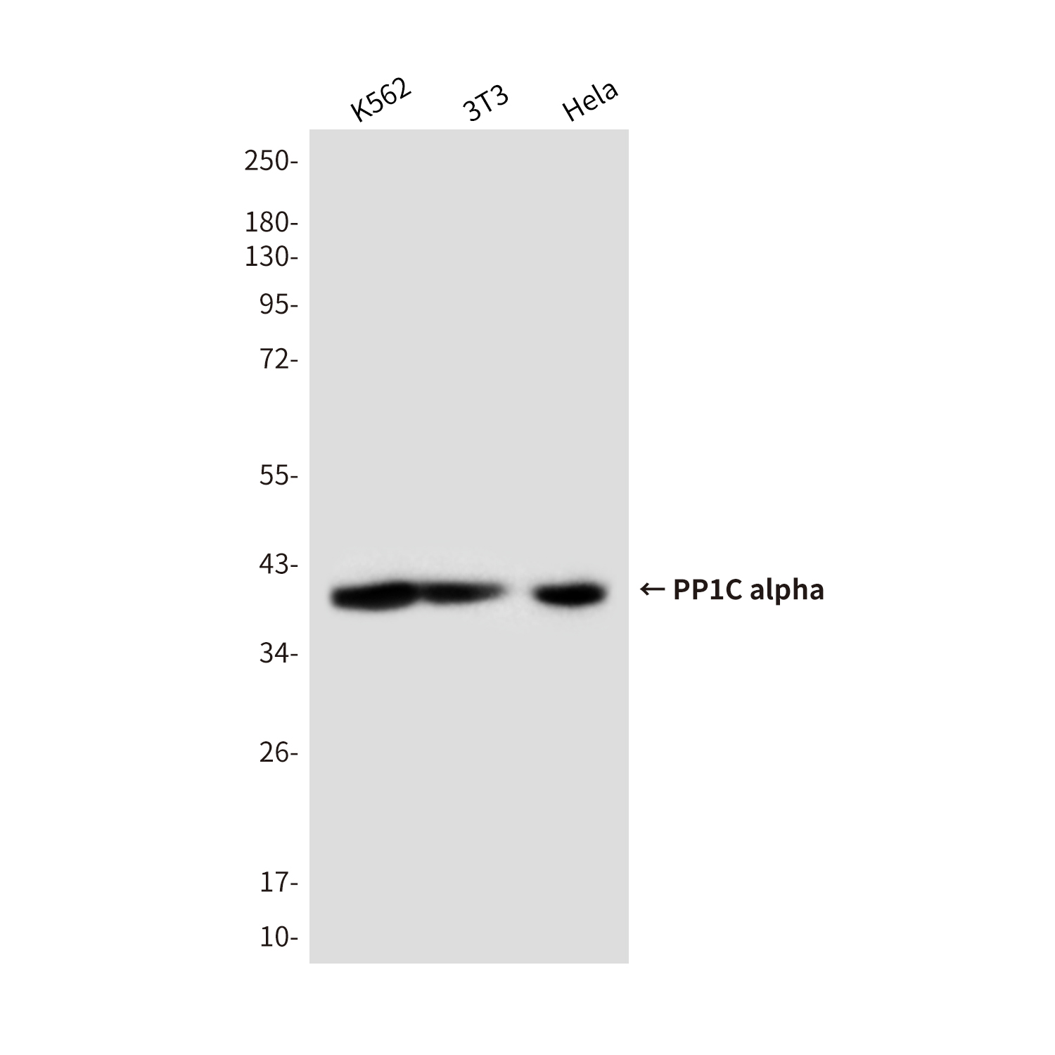 PP1C alpha