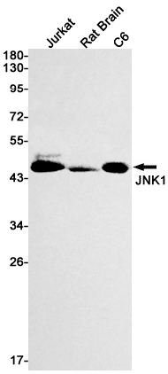 JNK1