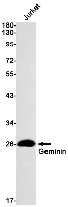 Geminin