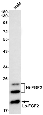 FGF2