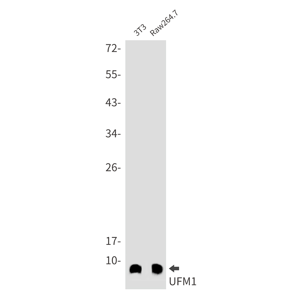 UFM1