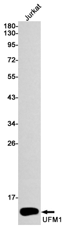 Rabbit Monoclonal Antibody to UFM1