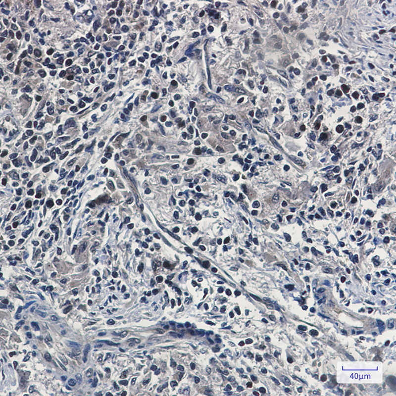 Rabbit Monoclonal Antibody to UFM1