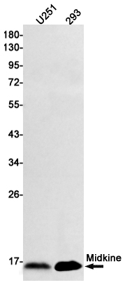 Midkine
