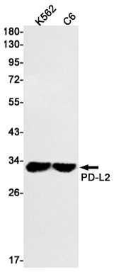 PD L2