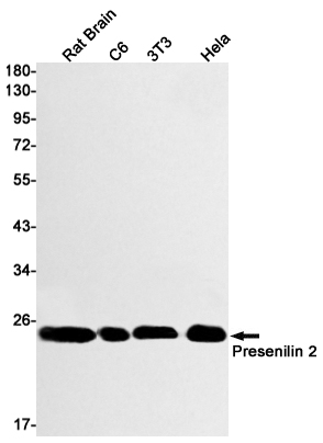 Presenilin 2