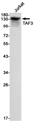 TAF3