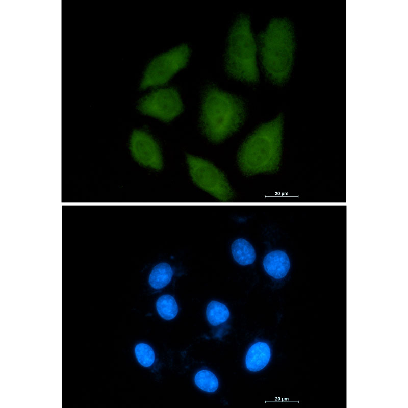 Rabbit Monoclonal Antibody to Importin 9