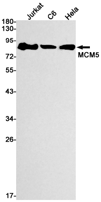 MCM5