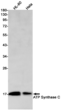 ATP Synthase C