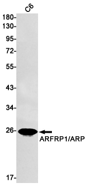 ARFRP1