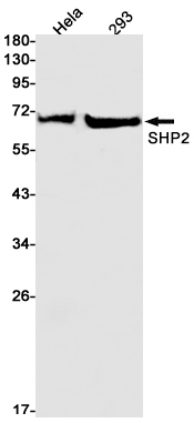 SHP2