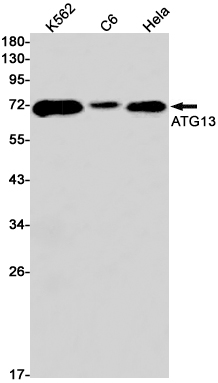 Rabbit Monoclonal Antibody to ATG13