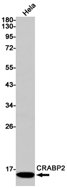 CRABP2