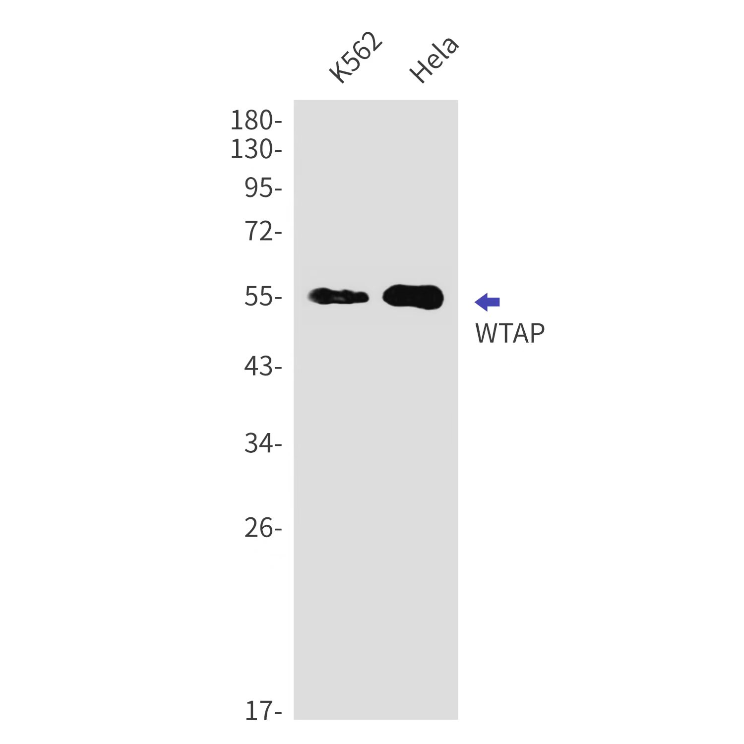 WTAP