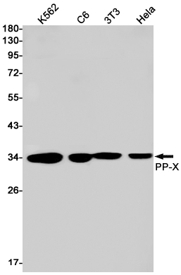 PPP4C