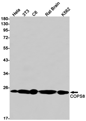 COPS8